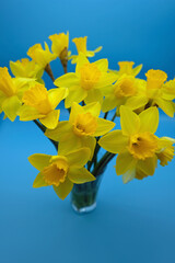 bouquet of fresh yellow daffodils