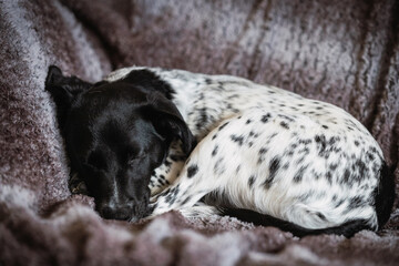 Full body portrait of a female dog puppy resting on the sofa