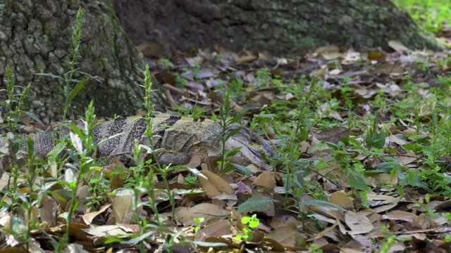 Spinytail iguana (Ctenosaura) walking and eating in grass - Topeekeegee Yugnee (TY) Park, Hollywood, Florida, USA