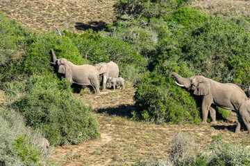 Fototapeta premium Elefantenherde mit Jungtier beim fressen 