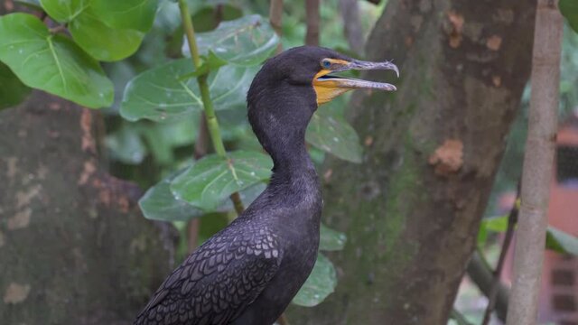 Double-crested cormorant (Phalacrocorax auritus) cooling off by fluttering gular sac - Florida, USA