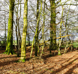 Scottish Lowland wood