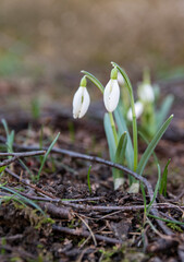 spring snowdrop flowers