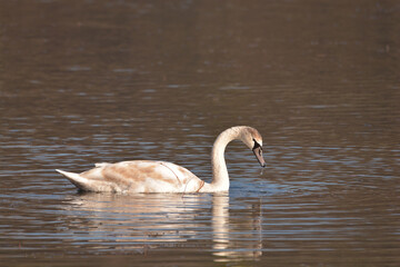 Young swan an a lake
