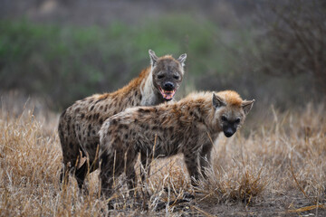Een moeder gevlekte hyena (Crocuta crocuta) en zijn jongen, Kruger National Park, Zuid-Afrika