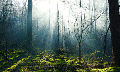 Sun rays shine in the deciduous forest and illuminate the moss. It’s early in the morning with...