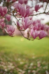 Foto op Canvas Close-up of the flowers of a tree called tulip magnolia. © MiguelAngel