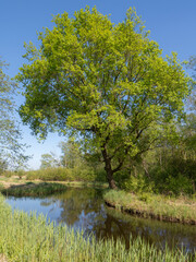 Fototapeta na wymiar The Ankeveense Plassen nature reserve in spring