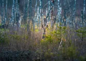Female red deer hiding in the forest during spring. Springtime scenery of a wild deer in forest clearing in Northern Europe.