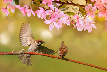 birds sparrows sit in the spring sunny blooming on the branches of an apple tree with pink flowers