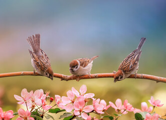 birds sparrows sit in the spring sunny blooming on the branches of an apple tree with white flowers