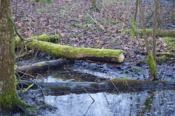 green moss on a tree