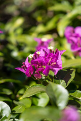 Fototapeta premium Close-up purple bougainvillea in green leafs.