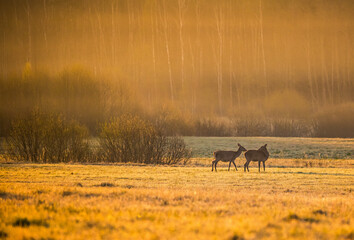 A beautiful wild deer herd grazing in the meadow. Springtime scenery with wild animals during sunrise in Northern Europe.