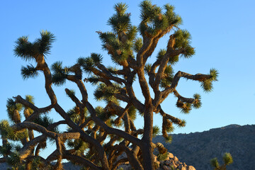 Massive joshua tree against blue sky at the Joshua Tree national park in California