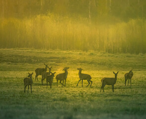Naklejka na ściany i meble A beautiful misty morning with wild red deer herd grazing in the meadow. Springtime sunrise scenery with wild animals in Northern Europe.