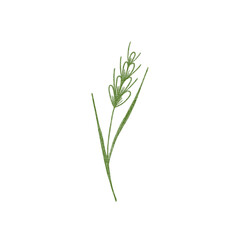 Green spikelet with two leaves on a white background. Watercolor illustration of a spikelet of wheat for your design. Isolated single object.
