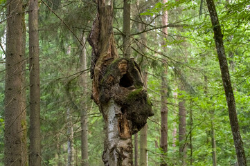 Pień drzewa z naturalna dziuplą