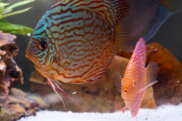 Fish from the spieces Symphysodon discus in aquarium. Freshwater aquaria concept