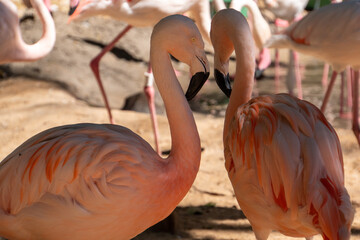 pink flamingo in zoo