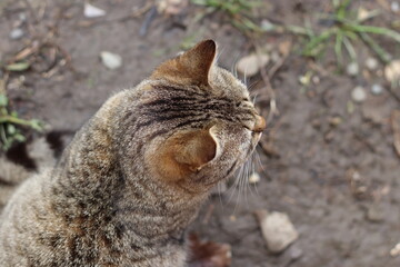 cat walks in the garden © Игорь Чечин