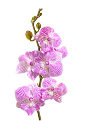 a branch of pink orchid flowers and buds isolated