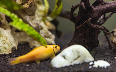 Yellow chinese algaey eater - Gyrinocheilus in fishtank cleaning stone. Aquaria concept