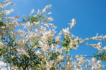 White willow shrub with white and green leaves in the spring or summer garden on the clear blue sky...