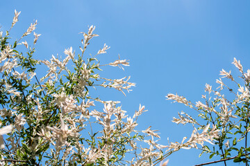 White willow shrub with white and green leaves in the spring or summer garden on the clear blue sky background 
