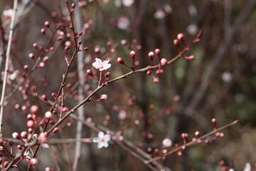 red berries on a branch