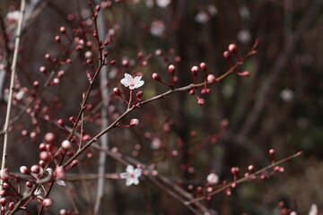 red berries on a tree