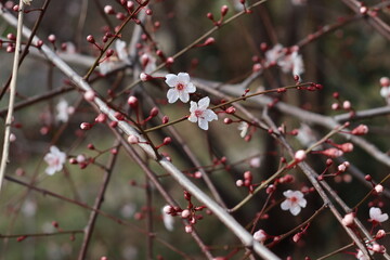red berries on a branch