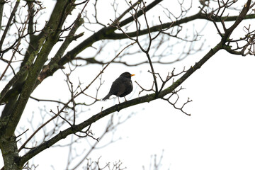 Blackbird perched on tree branch against pale grey sky. Male bird Turdus merula. Bright yellow orange beak and eye ring. Spring buds on tree. Ireland