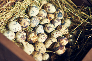 Close up of quail eggs on hay, natural organic product for healthy eating, photo for farm store ad