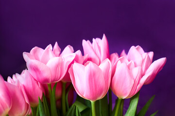 Fresh pink spring flowers tulips on purple background. Spring concept