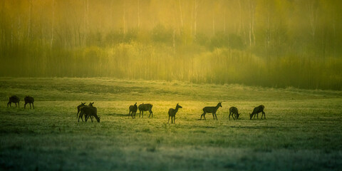A beautiful misty morning with wild red deer herd grazing in the meadow. Springtime sunrise scenery with wild animals in Northern Europe.