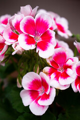 Vibrant pelargonium blooming flowers ( geraniums, pelargoniums, storks bills) flowers with ornamental white outlines in a flower pot in the summer or spring garden