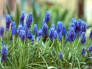 Muscari armeniacum plant with blue flowers.