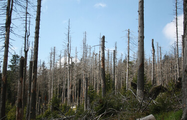 destroyed spruce forests by climaic change on the Brocken, Harz, Germany, Europe