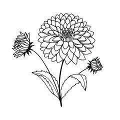 Dahlia flowers. Vector stock illustration eps10. Hand drawing, outline. Isolate on a white background. 