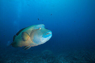 Big Napoleon fish in blue sea water.