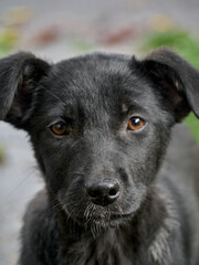 Black puppy on the grass .