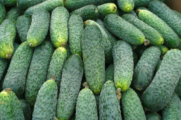 fresh cucumbers in the market