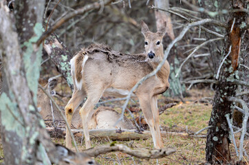 Naklejka na ściany i meble Young whitetail deer in Shenandoah National Park - Virginia, United States 