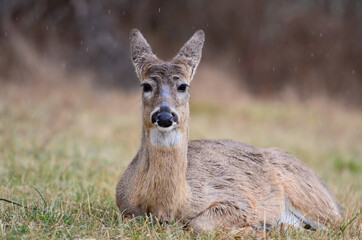 Young whitetail deer in Shenandoah National Park - Virginia, United States
