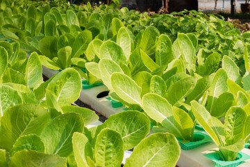 Vegetable green leaf in hydroponic farm.
