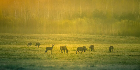 A beautiful misty morning with wild red deer herd grazing in the meadow. Springtime sunrise scenery with wild animals in Northern Europe.