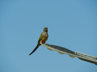 Loro fotogenico © Rodrigo_fotos1