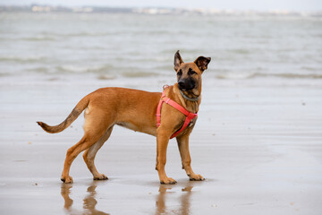 Portrait of a brown mixed dog female puppy standing in the beach