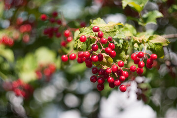 Bright red bunches of viburnum berries on branches with green leaves